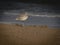 Immature Ring Billed Gull Resting on the Beach