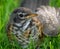 Immature Robin in grass