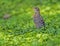 An immature Robin sits near his parent in green grass.