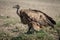 Immature Ruppell griffon vulture stands on grass