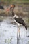 Immature saddle billed stork hunting frogs in a shallow pond