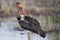 Immature saddle billed stork hunting frogs in a shallow pond