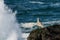 Immature sea gull watching the water