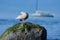 Immature seagull preens on a seaweed covered boulder while a sailboat passes behind