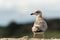 An immature seagull standing on a rock