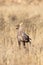 Immature Secretarybird in dry grassland