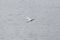 Immature Snowy Egret in Flight