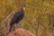 Immature Southern Ground Hornbill Bucorvus leadbeateri 10677