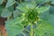 immature sunflower close up horizontal composition