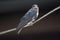 Immature Swallow perched on line