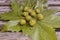 Immature sycamore seeds lie on large leaves of sycamore tree on old wooden bench. Beauty in nature. Top view. Close-up.