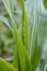 Immature tassel growing on a sweetcorn plant