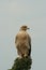 Immature tawny eagle