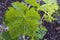 Immature tiny grapes, grape leaf, grape leaf and grape fruit pictures