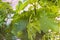 Immature tiny grapes, grape leaf, grape leaf and grape fruit pictures