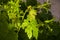 Immature tiny grapes, grape leaf, grape leaf and grape fruit pictures