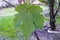 Immature tiny grapes, grape leaf, grape leaf and grape fruit pictures