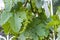 Immature tiny grapes, grape leaf, grape leaf and grape fruit pictures