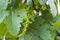 Immature tiny grapes, grape leaf, grape leaf and grape fruit pictures