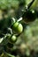 Immature tomatoes (Solanum Lycopersicum) on tenacl