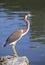 Immature Tri Colored Heron on a Rock