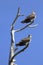 Immature Twin Osprey Perched in a Dead Tree