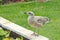 Immature Urban Seagull visiting a garden pond in Kent, England.