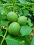 Immature walnut in the green Bowl on the tree