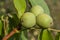 immature walnut tree during fruit ripening