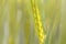 Immature wheat in the field, macro shot