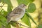 Immature White-crowned Sparrow