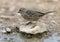 Immature white-crowned sparrow in the La Lomita Bird and Wildlife Photography Ranch in Texas.