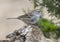 Immature white-crowned sparrow on a log in the La Lomita Bird and Wildlife Photography Ranch in Texas.