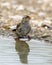 Immature white-crowned sparrow by a pool in the La Lomita Bird and Wildlife Photography Ranch in Texas.