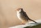 Immature White-Crowned Sparrow sitting on wooden railing