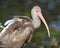 Immature White Ibis