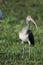 Immature White Ibis (Eudocimus Albus)