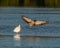 Immature white Ibis landing