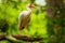 Immature white ibis sitting on a tree