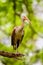 Immature white ibis sitting on a tree