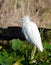 Immature white Little Blue Heron, Okefenokee Swamp National Wildlife Refuge