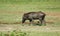 Immature wild boar Sus scrofa aka wild swine, common wild pig