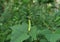 An immature Winged bean pod and flower buds on an elevated stem