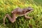 Immature Wood Frog Rana sylvatica