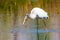 Immature Wood Stork Trying to Eat a Wiggling Snake