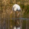 Immature Wood Stork Trying to Eat a Wiggling Snake