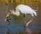 Immature Wood Stork with a Wiggling Snake