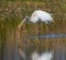 Immature Wood Stork with a Wiggling Snake