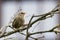 Immature Wren Singing