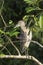 Immature Yellow Crowned Night Heron